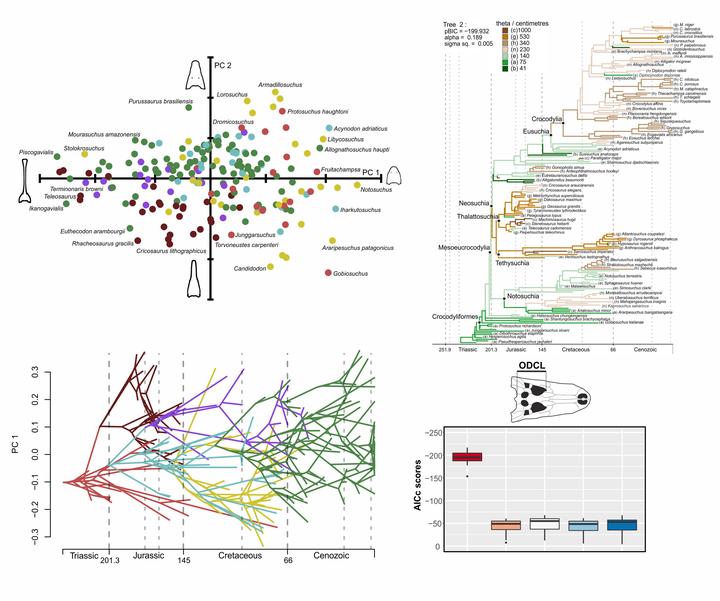 Macroevolution of sexual size dimorphism and reproduction-related  phenotypic traits in lizards of the Chaco Domain, BMC Ecology and  Evolution